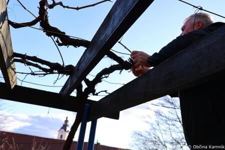 REZ KAMNIŠKE POTOMKE NAJSTAREJŠE VINSKE TRTE